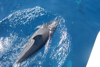 Spezia Boat Tour