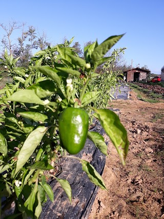 Azienda agricola Sangalli