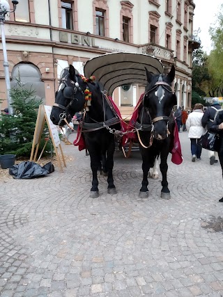 Mediavalle Viaggi e Turismo