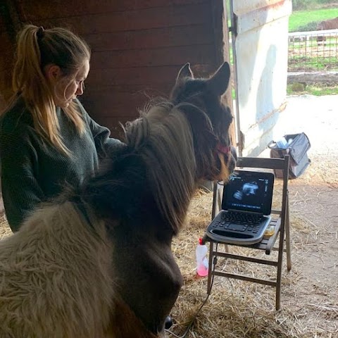 Dott.ssa Raffaella Maggi - Medico Veterinario per cavalli