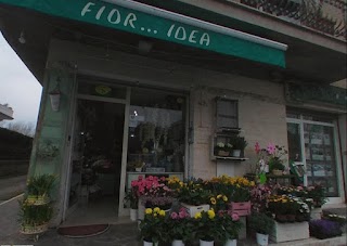 Fior... Idea Roma