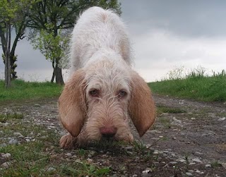 Ambulatorio Veterinario Belvedere