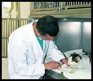 Luca Giovannozzi Ambulatorio Veterinario