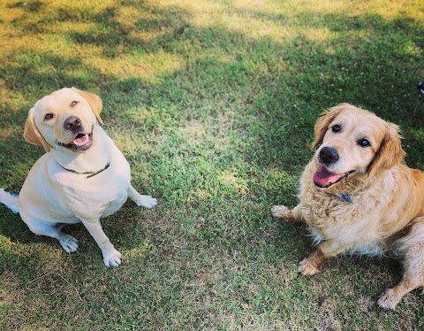 100% Retriever - Dog School