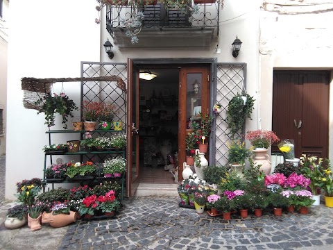 Piante e fiori perfetta letizia