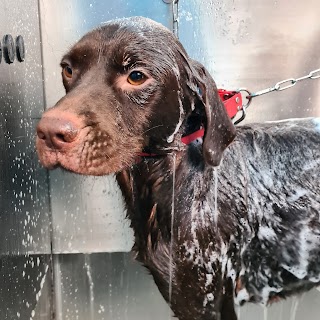 DOGGY WASH toelettatura self service frascati