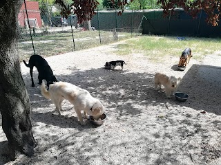 Dog Village