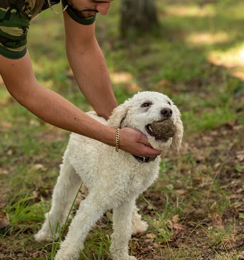 Piedmont Truffles