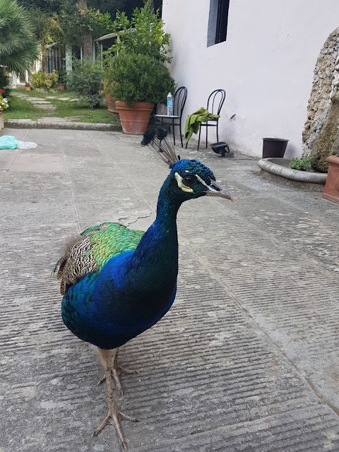 Ristorante Parco La Ragnaia