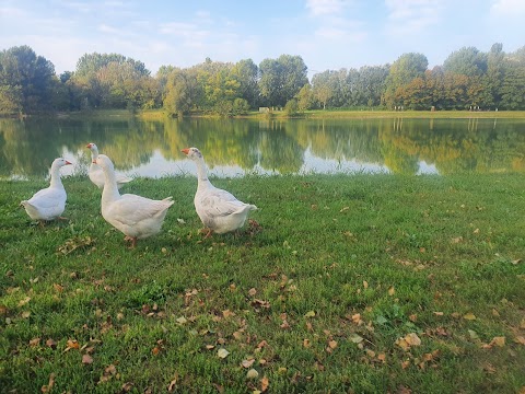 Lago dei Cigni