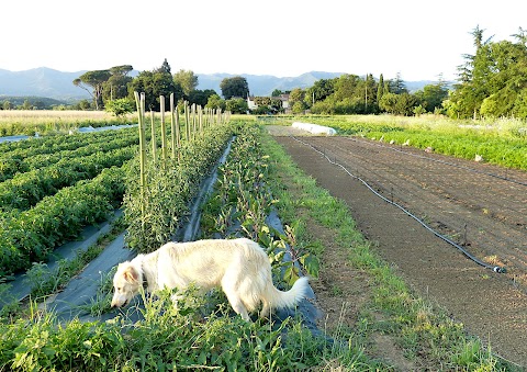 Terra di Primizie Az. Agr.