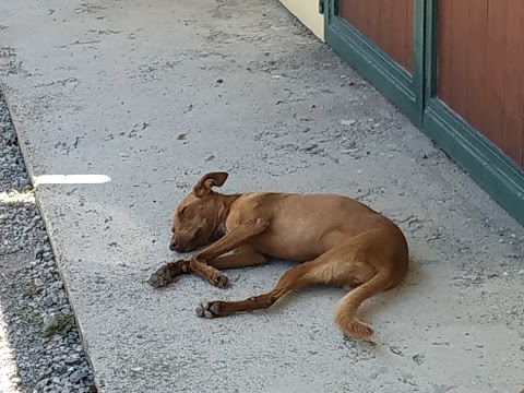 Clinica Equina San Biagio