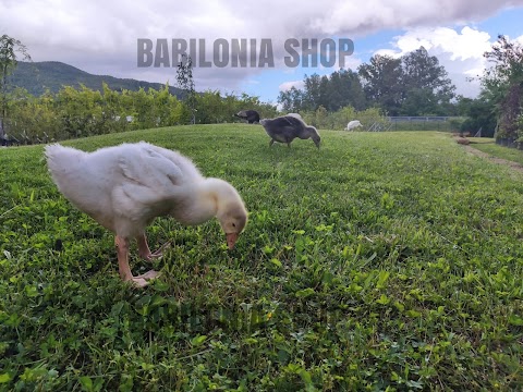 Babilonia Shop