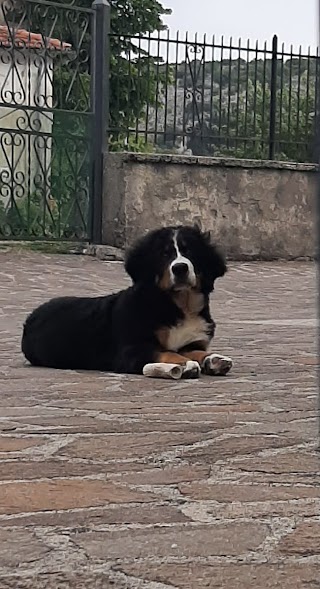 AMBULATORIO VETERINARIO DOTT. LUIGI GIUSTI