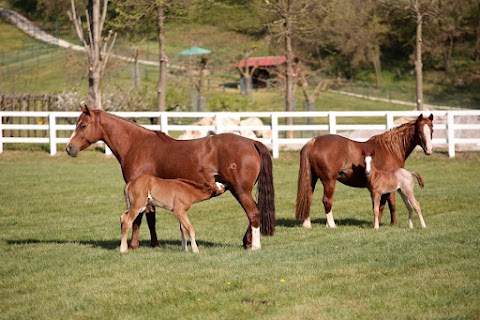 Ongaresca Horses