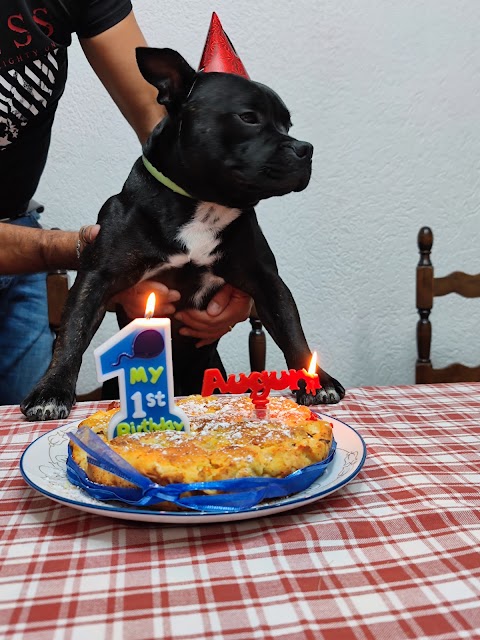 Ambulatorio Veterinario La Trinità Dott.ri Vigiani - Galeno