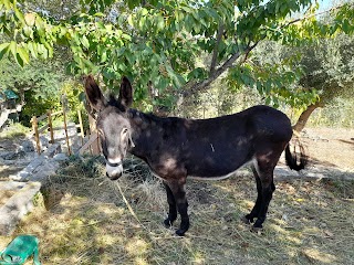 GirotondoCamp, Il POGGIO