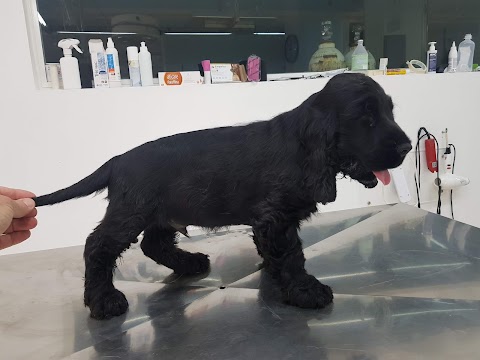 Cocker inglese allevamento di casa ANTONINO, bagheria toelettatura stripping, cani e gatti