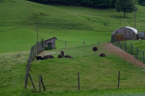 Élevage d'autruches