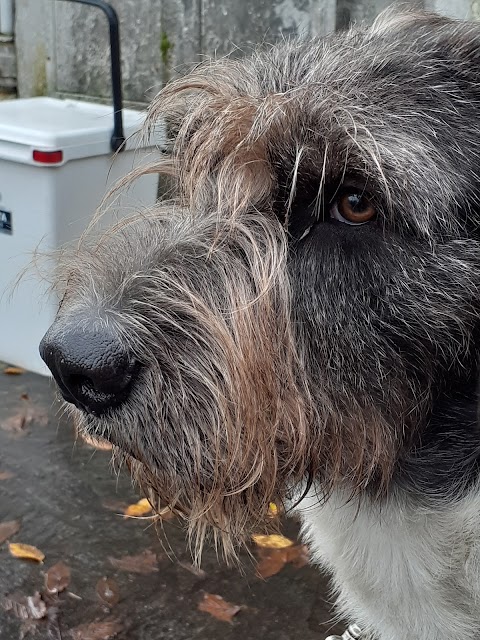 Ambulatorio Veterinario Biagioni Gagliani Lencioni Romeo