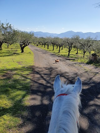 Horses Land Vesuvio