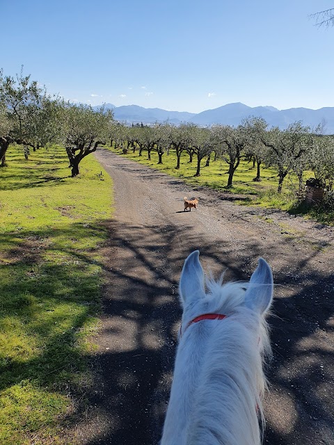 Horses Land Vesuvio