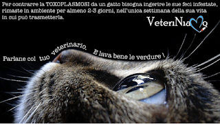 Ambulatorio Veterinario Dott.ssa Rosaria Magrì