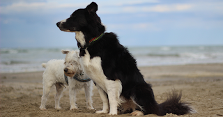 Cane Allegro - Educazione Cinofila, Addestramento Cani, Attività cinofile