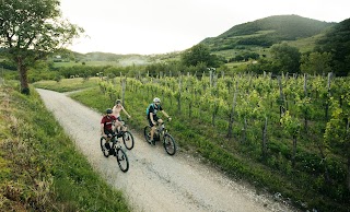 Vipava Bike - Bike tours, E bike and MTB bike rentals in Vipava Valley