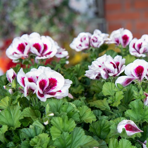 Il Chiosco Angel'S Flowers