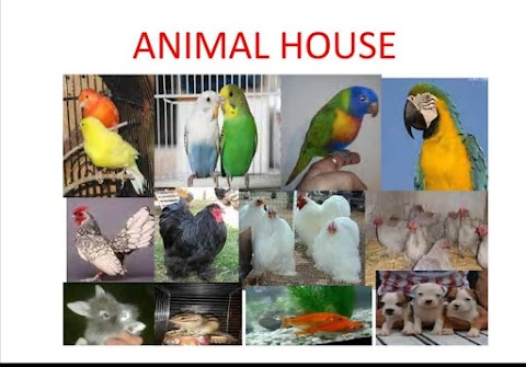 ANIMAL HOUSE di De Simei Paola