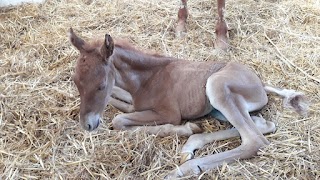 Centro Equestre Leoncavallo