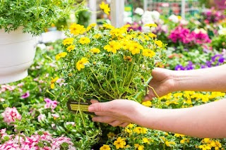 Il Bouquet