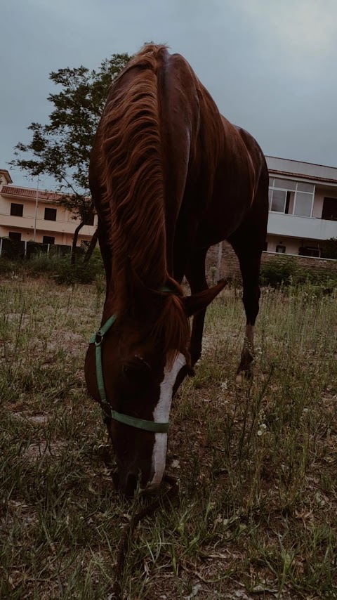 C.I.S.E. TEAM HORSES. Centro ippico