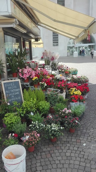 Gerosa Luca Piante E Fiori