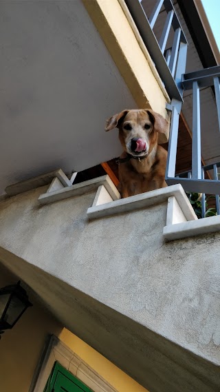 Ambulatorio Veterinario Dott. Calabrò