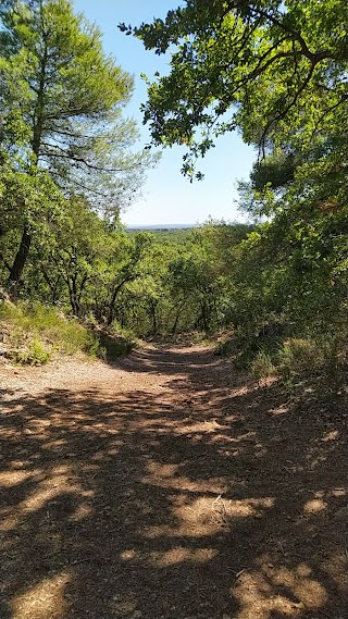 Bosco di mesola