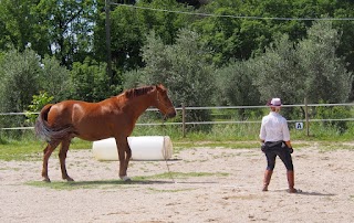 Raidho Healing Horses