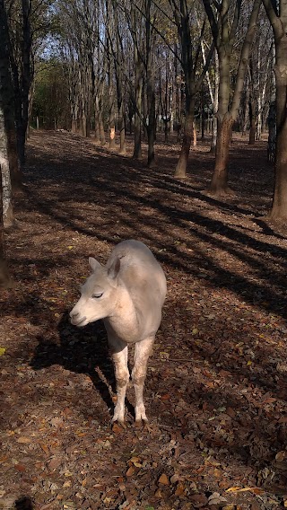 Parco Comunale Il Bosco di Domani