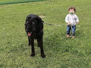 Marco sanna istruttore cinofilo - Educatore Cinofilo - Mediatore Della Relazione Uomo-cane