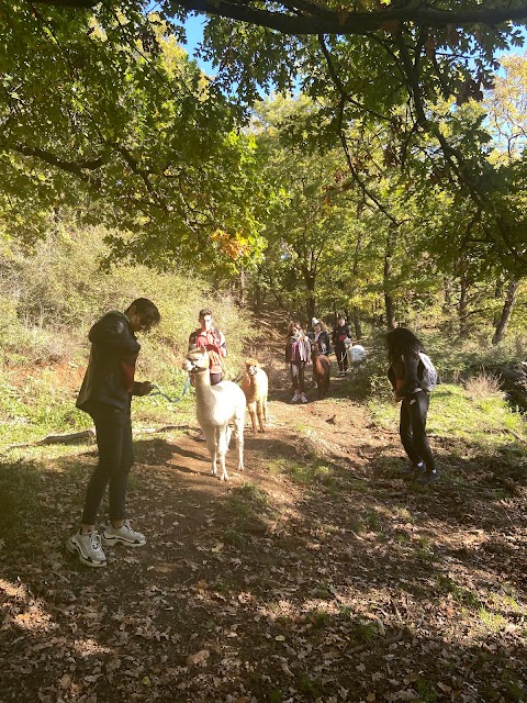 Alpaca di Roma