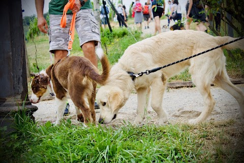 TripForDog - Vacanze con un cane