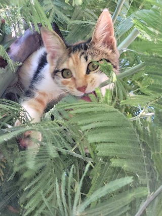 Ambulatorio Veterinario Dott.Curti e Dott.ssa Molaschi