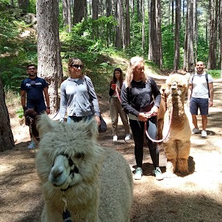 Alpaca trekking etna nord