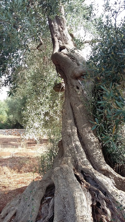 Agriturismo Masseria Chiancarella