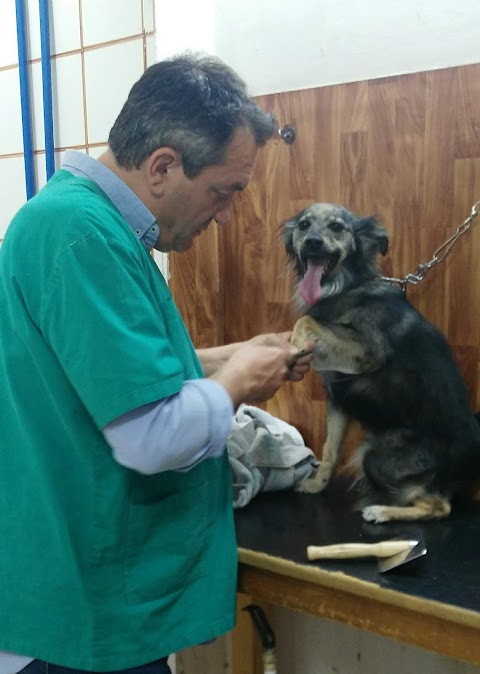 Lionvet Ambulatorio Veterinario - Dott. Alessandro Taormina