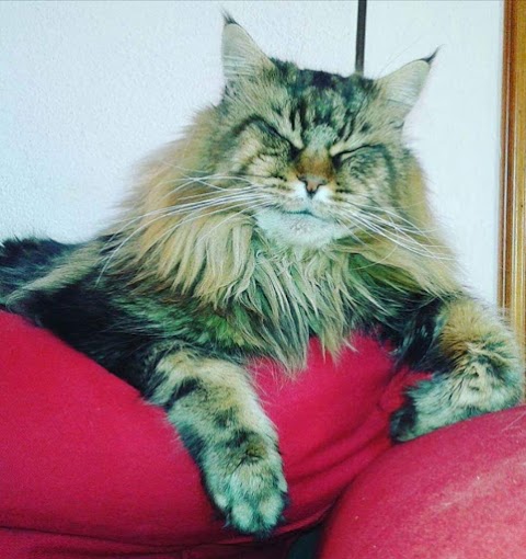 The enchanted Valley Regno maine coon