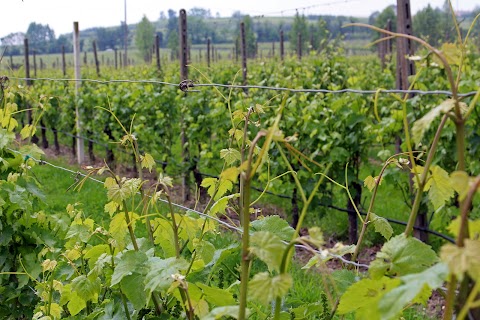 Cascina le Preseglie di Cristina Bordignon e Bertocchi Soc. Agr.