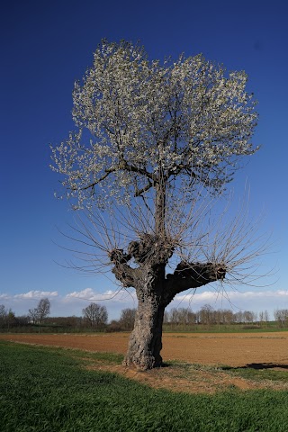 Bialbero Ciliegio su Gelso