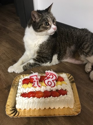 AMBULATORIO VETERINARIO MONTECENERI di Dott.ssa Natalia VASSENA